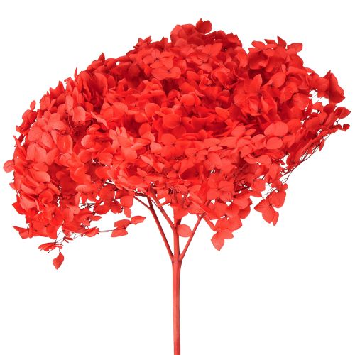 Artikel Deko Hortensie konserviert getrocknete Blume für elegante Raumgestaltung