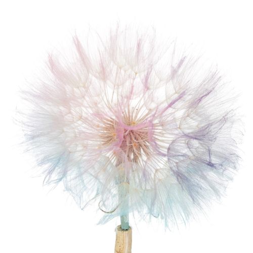 Artikel Pusteblume Trockenblume Wiesenbocksbart 12cm Stabilisiert Innenbereich 4 Stück