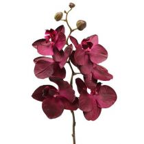 Floristik21.de Künstliche Orchideen Weiß 63cm-67300 im Topf Kunstpflanze