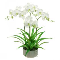 Floristik21.de Orchideen im Topf H30cm-135744-41 Grün