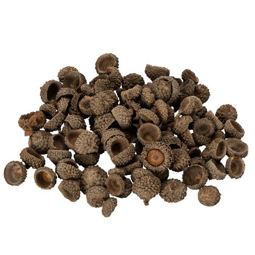 Artikel Eichelkappen Natur Braun 2cm 300g Dekoration Herbst Advent