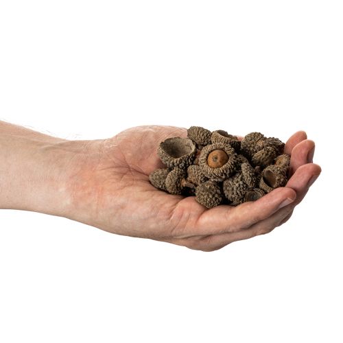 Artikel Eichelkappen Natur Braun 2cm 300g Dekoration Herbst Advent