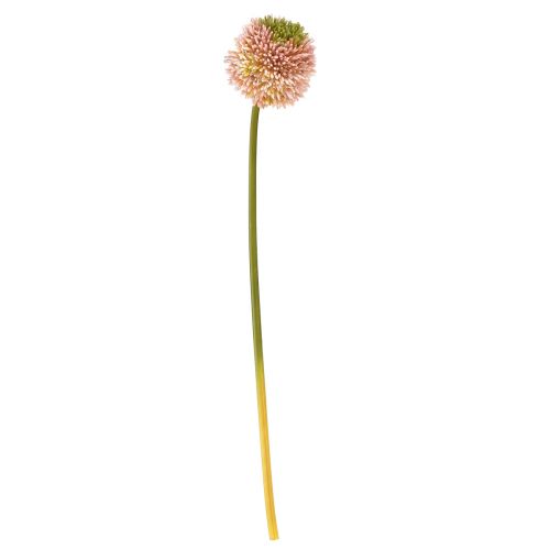 Artikel Künstlicher Allium Zierlauch Rosa Grün Ø10cm L65cm