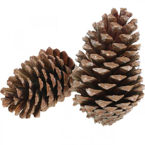 Artikel Maritima Zapfen, Trauerfloristik, Adventsdeko, Naturprodukt H12–15cm Ø6,5–10cm 50St