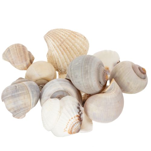 Artikel Natürliche Schnecken- und Muschelkollektion 500g 3-6 cm Dekorationsmaterial