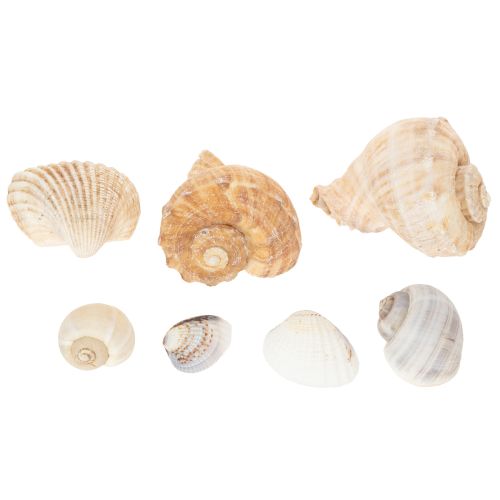 Artikel Natürliche Schnecken- und Muschelkollektion 500g 3-6 cm Dekorationsmaterial