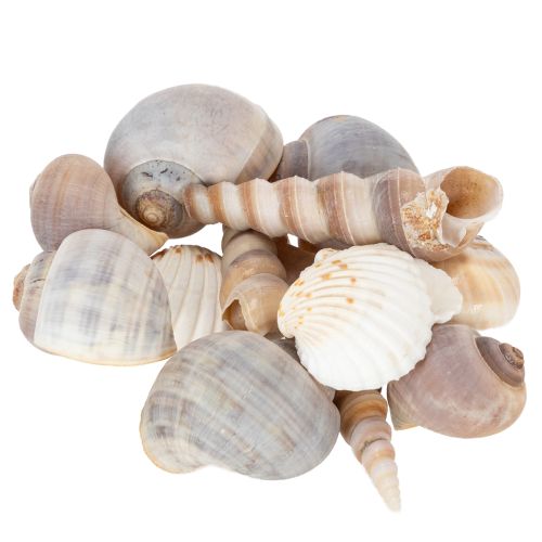Artikel Natürliche Muscheln und Schnecken 500g für Dekoration, verschiedene Größen 3–7 cm, Innenbereich
