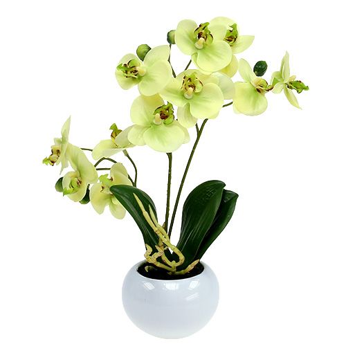 Orchideen Topf Floristik21.de Grün im H30cm-135744-41