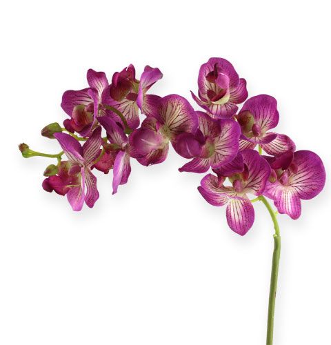 62cm-60176-20 Floristik21.de Lila-Creme Phalaenopsis Orchidee