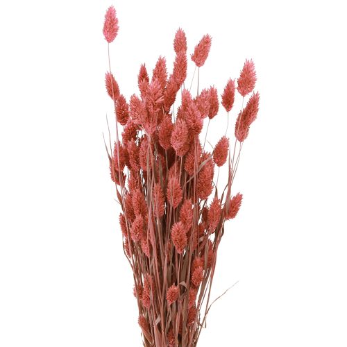 Phalaris Glanzgras Trockenblumen Pink 64cm 70g × 2 Bund – Deko-Highlight