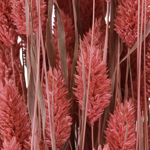 Artikel Phalaris Glanzgras Trockenblumen Pink 64cm 70g × 2 Bund – Deko-Highlight