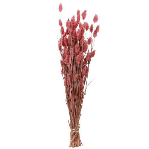 Artikel Phalaris Glanzgras Trockenblumen Pink 64cm 70g × 2 Bund – Deko-Highlight