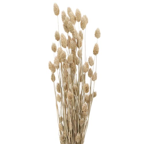 Phalaris Kanariengras Trockenblumen Weiß L64cm 75gx2St – Elegante Deko-Ideen