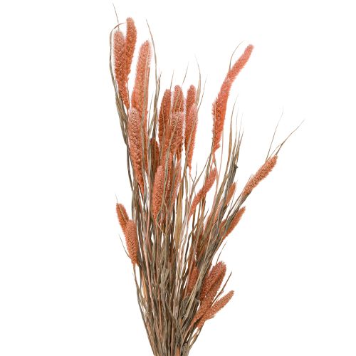 Setaria Borstenhirse Trockendeko Lachs 69cm - Elegante Herbsttischdeko