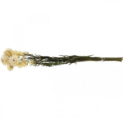 Artikel Trockendeko Strohblume Creme Helichrysum getrocknet 50cm 30g