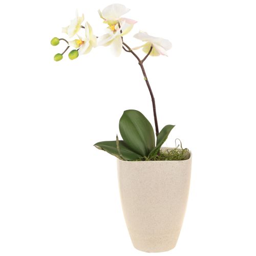 Floristik21 Orchideentopf Beige Meliert 13,5x13cm H16,5cm 4 St – Ideal für Floristen