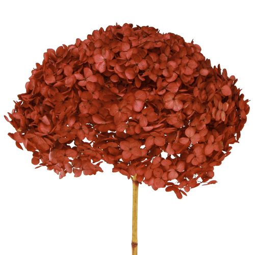 Hortensie Konserviert Trockenblumen Rot Ø20cm L50–60cm