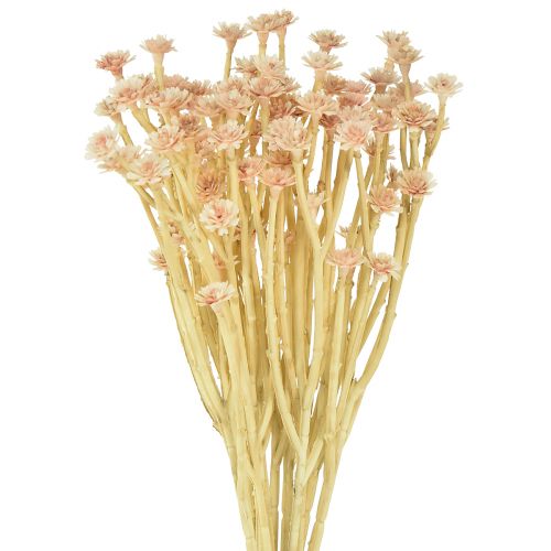 Italienische Strohblume Künstlich Rosa L28cm | Dekorative Trockenblumen-Optik