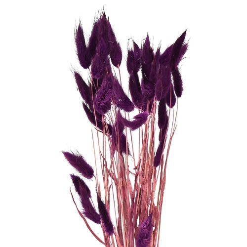 Artikel Samtgras Violett, Hasenschwanz-Gras, Lagurus L18-50cm 25g