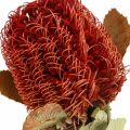 Floristik21 Banksia Baxteri Banksie Exoten Trockenblumen Rot 10St