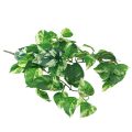 Floristik21 Efeutute Pothos Efeu künstlich Goldranke 50cm