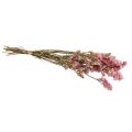 Floristik21 Strandflieder Rosa Limonium Trockenblumen 60cm 50g